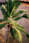 zf-Island-Palm-294
