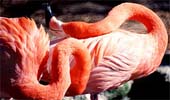 zg-Flamingo-Twisties-256
