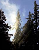 za-Sequoia-First-Light-108