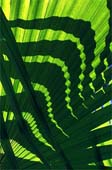 a-Dem'-Jazzy-Greens-6