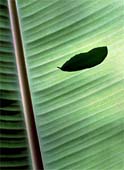 j-Leaf-On-Leaf-215