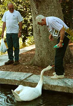 Swan-Surprise-1026