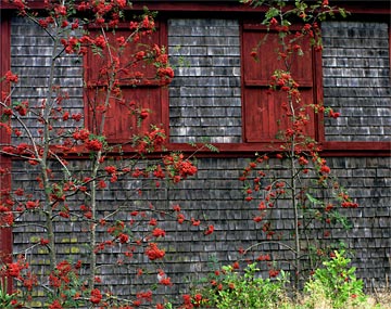 c-Rustic-Reds-192