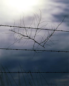 s-Simple-Limits-142