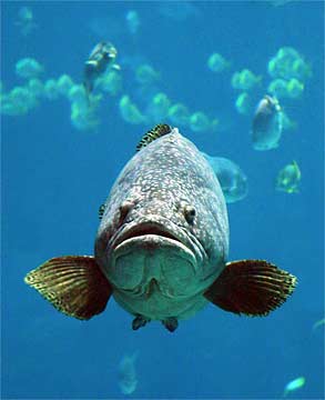 f-Bertha-The-Grouper---291
