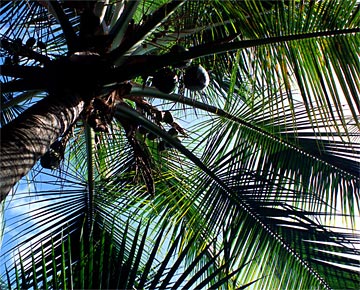 l-Coconut-Vantage-295