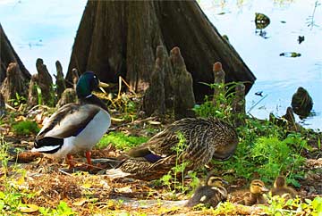 o-Lake-Side-Family-Sequel--