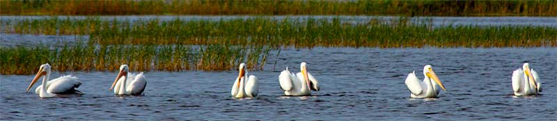 p-Posing-Pelicans---1687