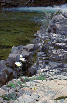 x-Daisy-Rapids-17