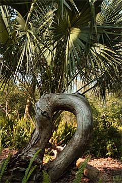y-Palms-Twist-1063