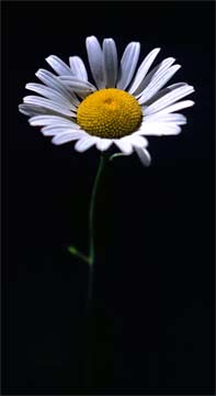 y-White-Petaled-Joy-137