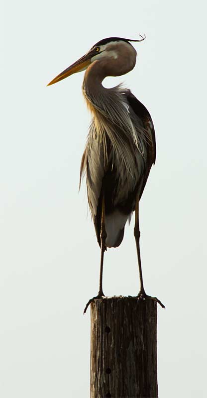 z-Hawkish-Gaze-1629