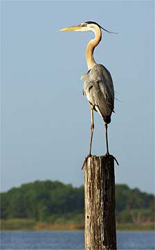 zi-Great-Blue-Heron-Posture