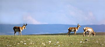 zm-Antelope-Of-The-Big-Holl