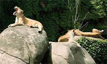 zq-Jungle-Kings-0150