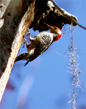zzc-Tree-Home-140