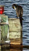 c-Inlet's-Sort---1460