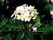 c-Natural-White-318
