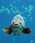 f-Bertha-The-Grouper---291