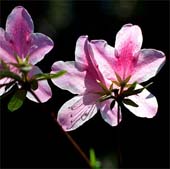 g-Azalea-Light-130
