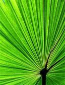 i-Burst-O'-Green-58