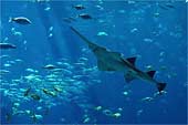 i-Sword-Fish-Form-0362