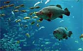 j-Grouper-Pair-0361