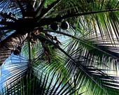 l-Coconut-Vantage-295