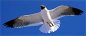 l-Flawless-Flying-352