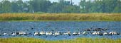 m-White-Pelicans-&-Feeding-