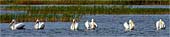 p-Posing-Pelicans---1687
