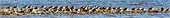 r-Windward-Floc-0771
