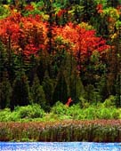 s-Falls-Sapling-35
