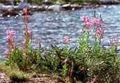 v-Delicate-Blooms-248