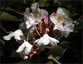 x-Flower-Life---0143