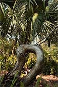 y-Palms-Twist-1063