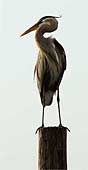 z-Hawkish-Gaze-1629