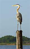 zi-Great-Blue-Heron-Posture