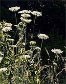 zl-Qween-Anns-Lace---0137