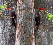 zy-Dualing-Peckers-170
