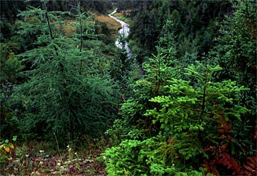 zc-Fern-Flowage-156