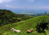 e-Green-Pasture-Vista-289