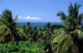 f-Palm-Vista-280