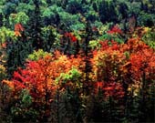 zb-Falls-Fire-163