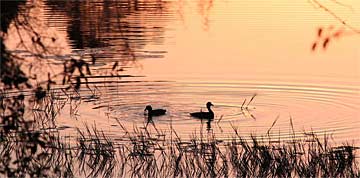 c-Perfect-Pond---0829