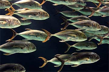 g-Flowing-Fish---0266