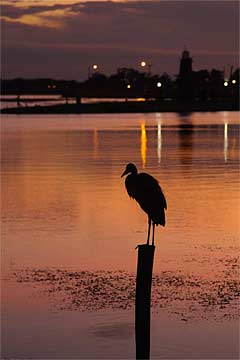 h-Dusky-Perch---0666