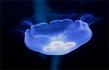 i-Jelly-Fish-Light--0270