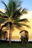 t-Palm-Shadows-287