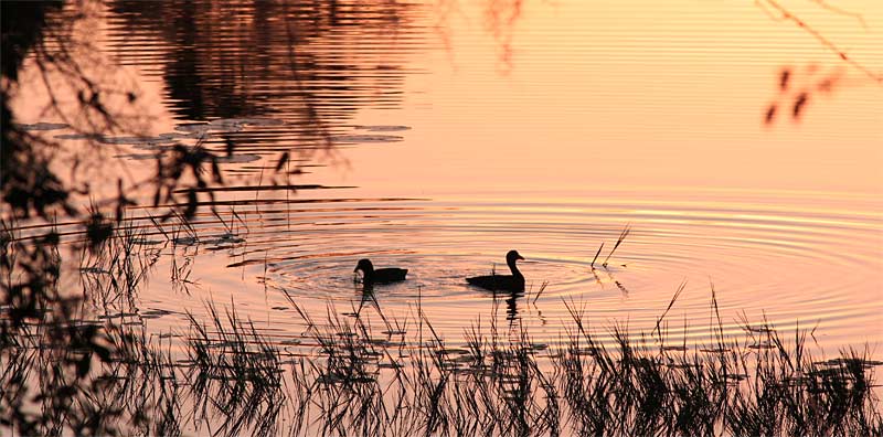 c-Perfect-Pond---0829